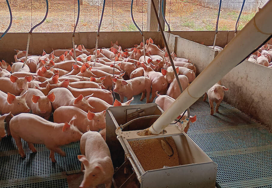 Gespeende biggen- en vleesvarkensstallen hebben open zijwanden die met een zeil gesloten kunnen worden.