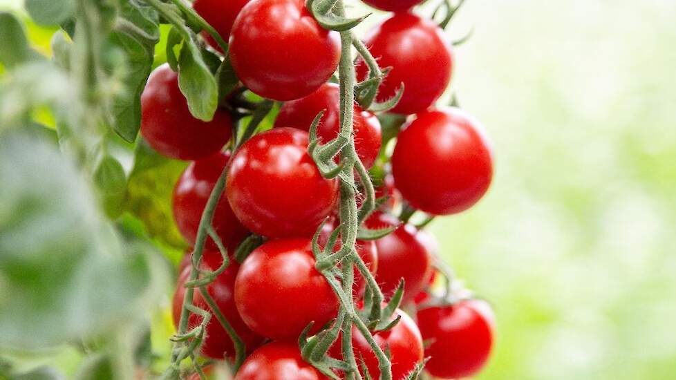 Cherrytomaat &lsquo;BOL-T-5202 F1&rsquo; heeft resistentie tegen phytophthora