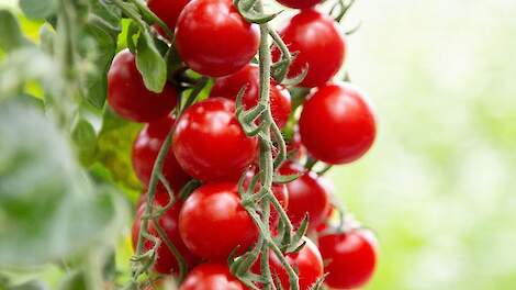 Cherrytomaat &lsquo;BOL-T-5202 F1&rsquo; heeft resistentie tegen phytophthora