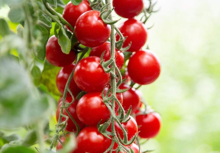 Cherrytomaat &lsquo;BOL-T-5202 F1&rsquo; heeft resistentie tegen phytophthora
