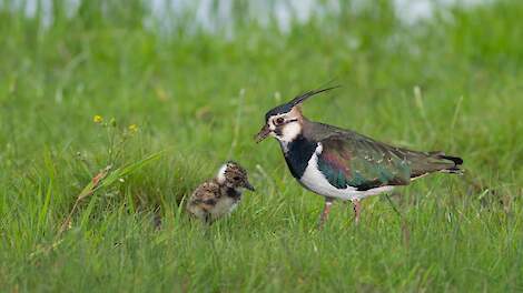 Kievit met kuiken in het grasland