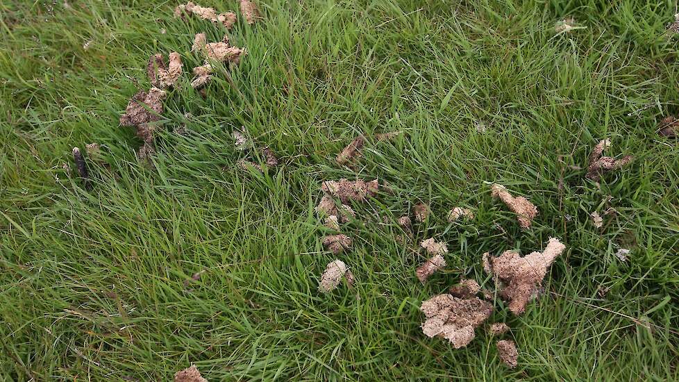Ganzenpoep en kaalgevreten weilanden is voor veel boeren een ergernis.