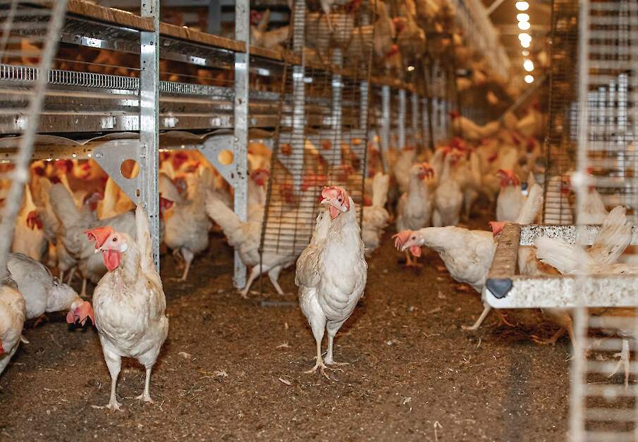 Het aantal Salmonella Enteritidis-besmettingen bij leghennen in Nederland is sinds 2023 verhoogd. Beeld ter illustratie.