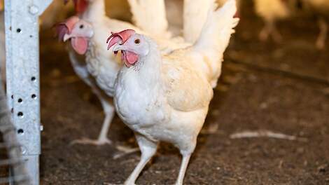 Beeld ter illustratie.