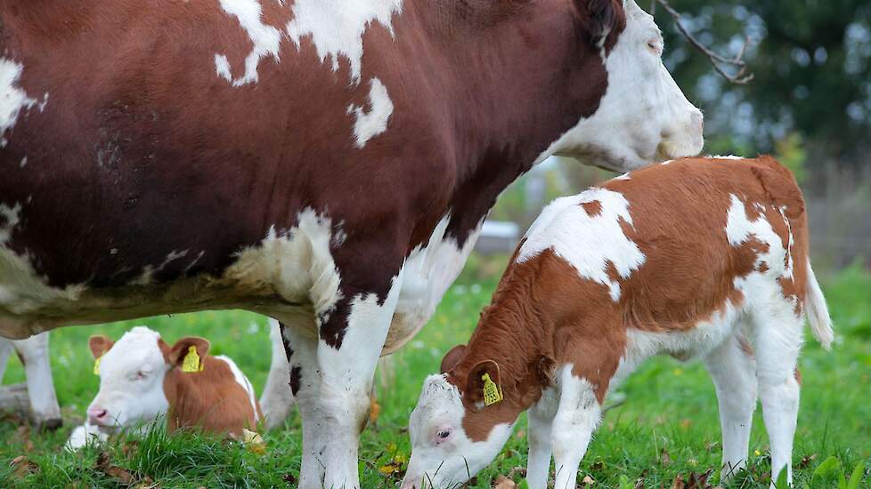 Biologisch-dynamische koeien met kalveren in de wei.