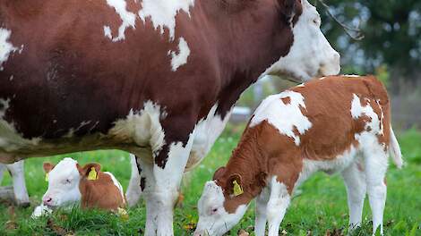 Biologisch-dynamische koeien met kalveren in de wei.