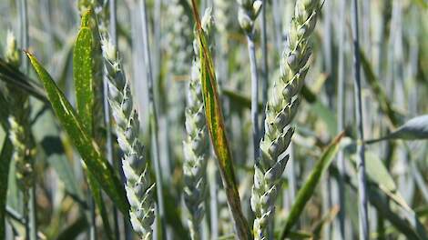 vlagblad roest in granen