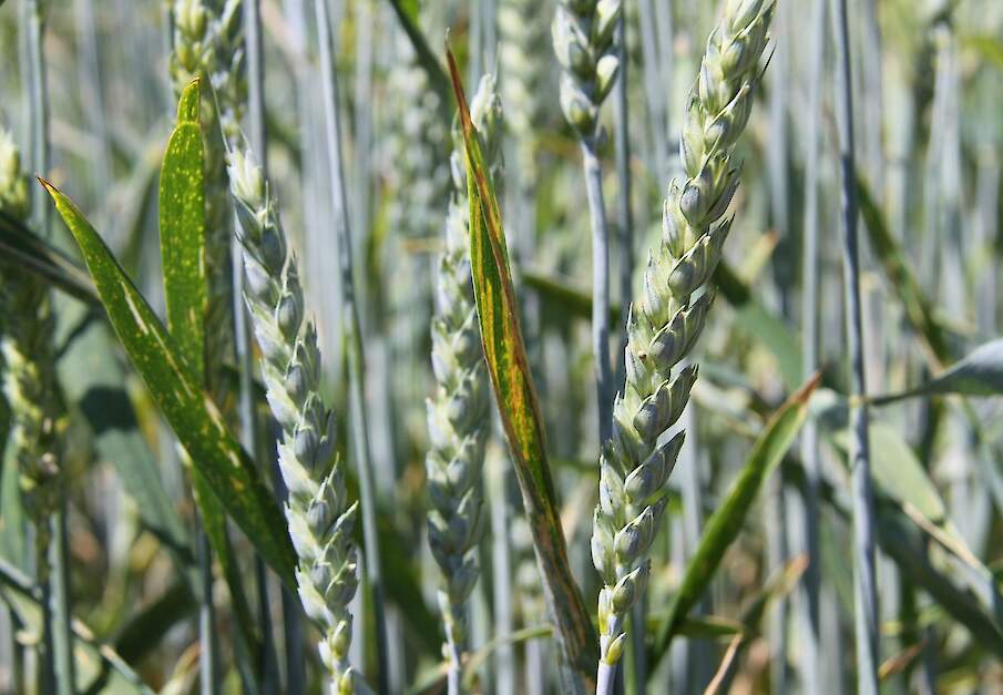 vlagblad roest in granen