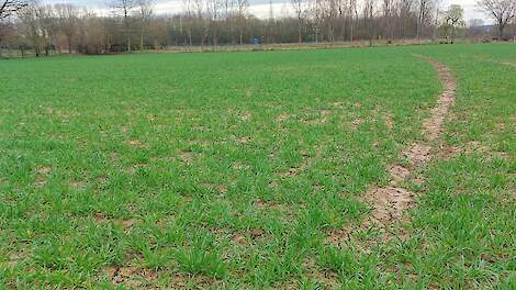 De bovengemiddelde neerslag in delen van West-Europa is positief voor de ontwikkeling van granen.