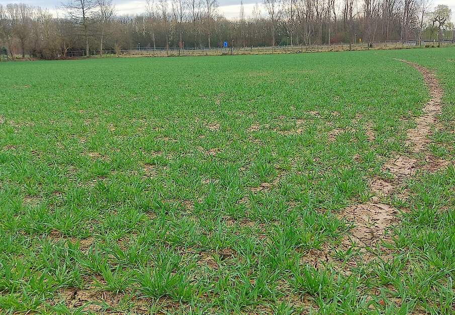 De bovengemiddelde neerslag in delen van West-Europa is positief voor de ontwikkeling van granen.