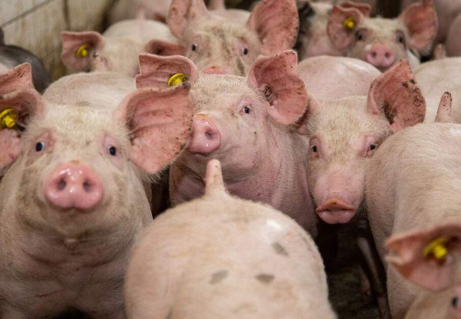 (Foto ter illustratie)