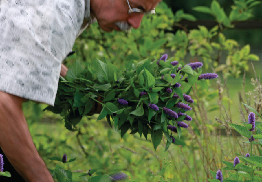 Een groeiende groep consumenten kiest bewust voor biologisch. Die toenemende vraag zien de Vereniging van Biologische Siertelers en Bionext terug in een groeiend aantal aanbieders.