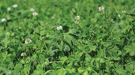 Via het calciumgehalte van de graskuil is het aandeel klaver en kruiden eenvoudig in te schatten.