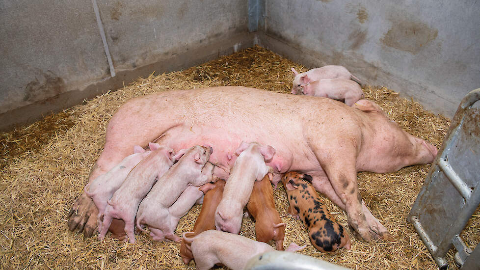 In het rapport &lsquo;Opgroeien zonder moeder&rsquo; geeft Varkens in Nood aanbevelingen om het streven naar diervriendelijke varkenshouderij daadwerkelijk te realiseren.