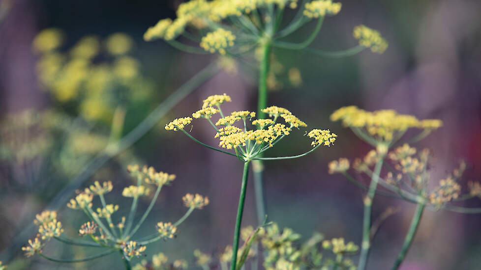 Zelf zaden selecteren of rassen vermeerderen voor instandhouding of eigen gebruik: steeds meer tuinders en telers proberen het uit.