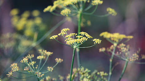 Zelf zaden selecteren of rassen vermeerderen voor instandhouding of eigen gebruik: steeds meer tuinders en telers proberen het uit.