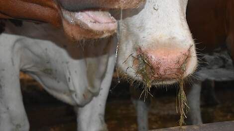 Snot uit de neus is een van de kenmerken van IBR.