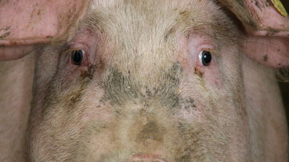 (Foto ter illustratie)