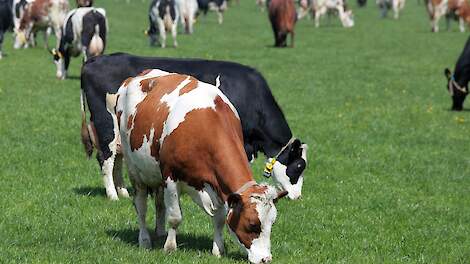 Melkkoeien in de wei tijdens weidegang