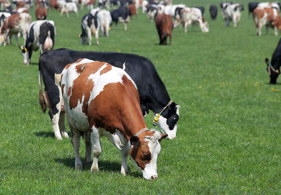 Melkkoeien in de wei tijdens weidegang