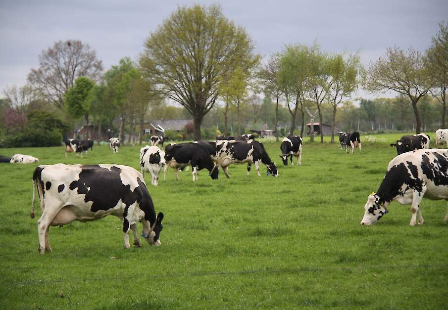 Melkkoeien grazen op Nederlands melkveebedrijf