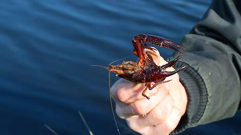 Amerikaanse rivierkreeft.