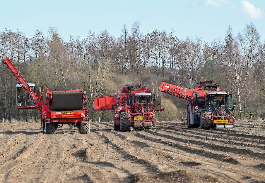 Het rooien van schorseneren in Maria Hoop.