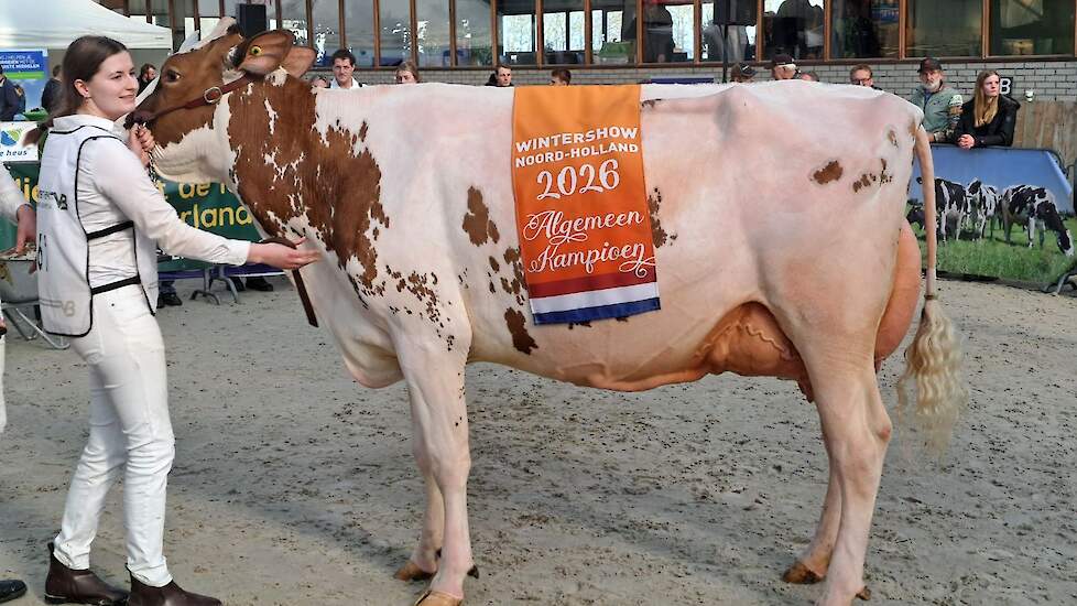 F.D.H. Amber wint Wintershow Noord-Holland in Middenmeer