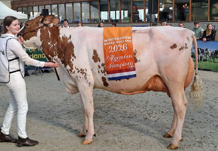 F.D.H. Amber wint Wintershow Noord-Holland in Middenmeer