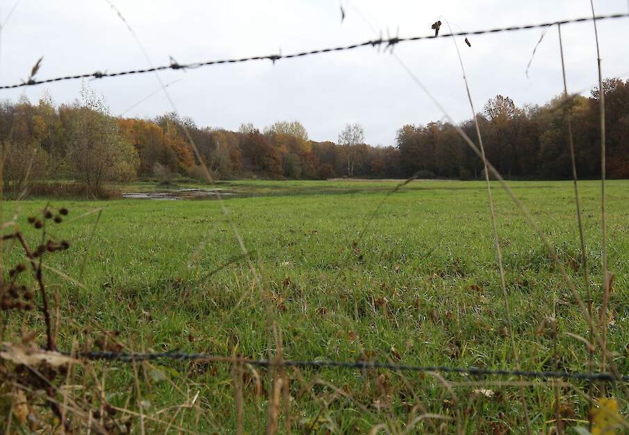 Aamsveen, Overijssel, Enschede, Natura 2000.