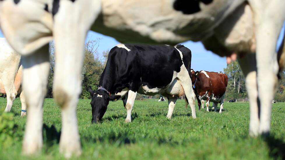 Melkkoeien grazen in weiland bij melkveebedrijf