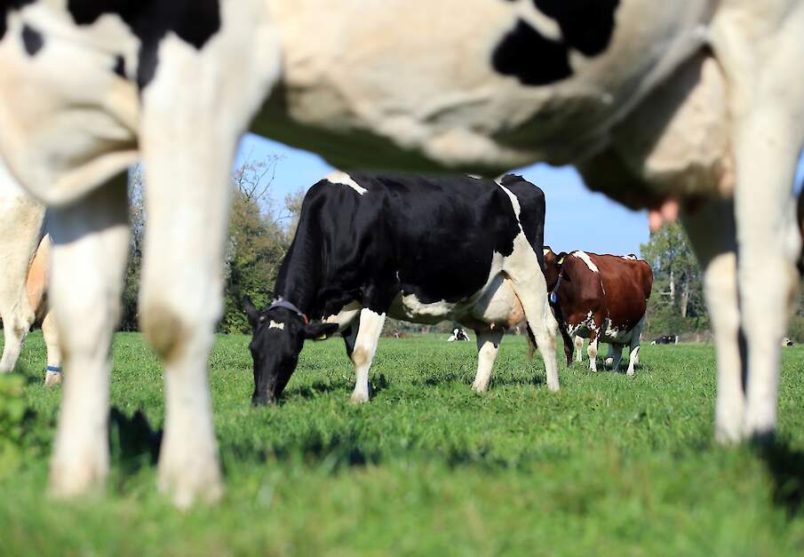 Melkkoeien grazen in weiland bij melkveebedrijf