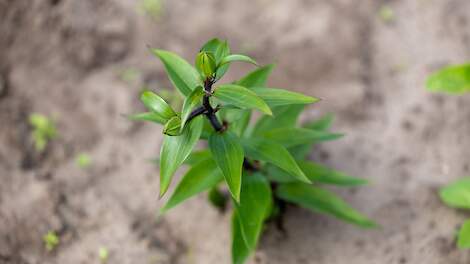 Beeld ter illustratie.