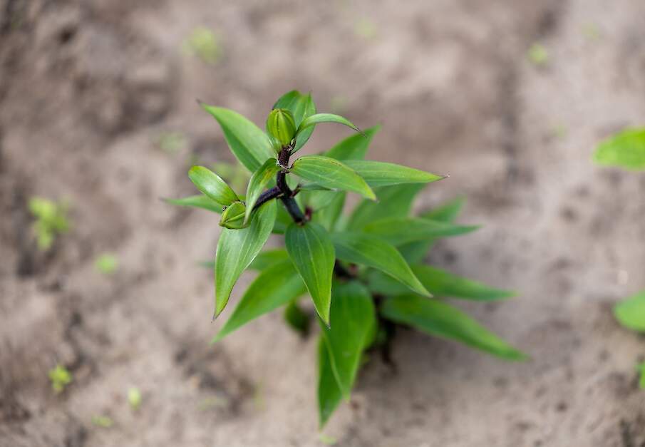 Beeld ter illustratie.