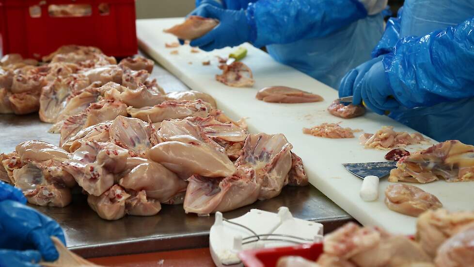 Europese inspecteurs hebben ernstige tekortkomingen geconstateerd in Chinese pluimveeslachterijen. Beeld ter illustratie.