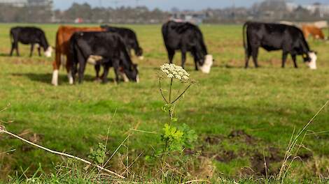 Blaarkoppen in een wei