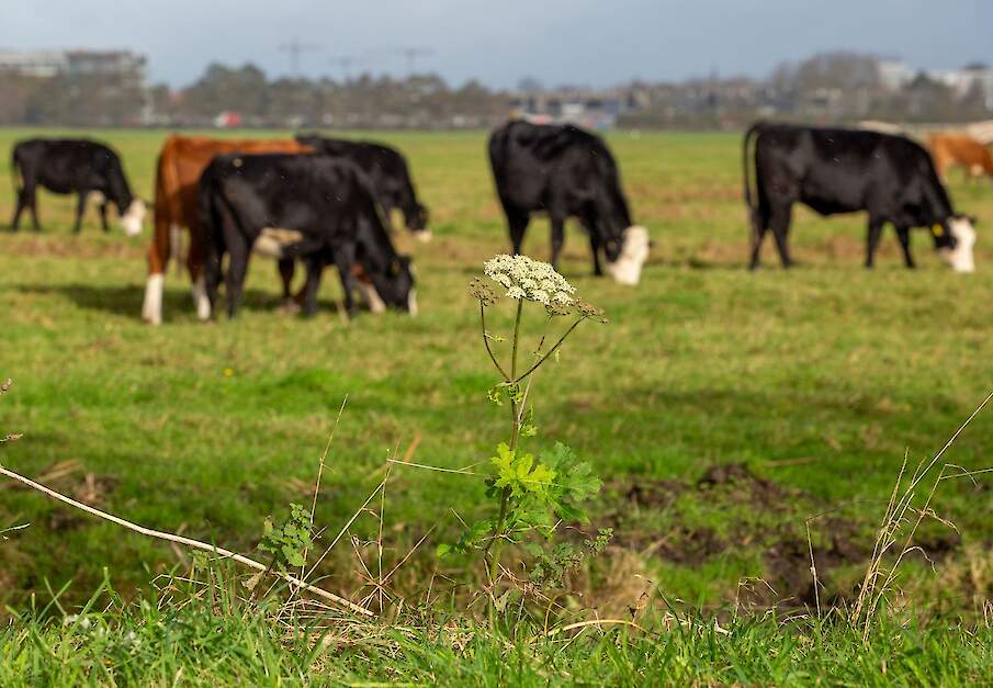 Blaarkoppen in een wei