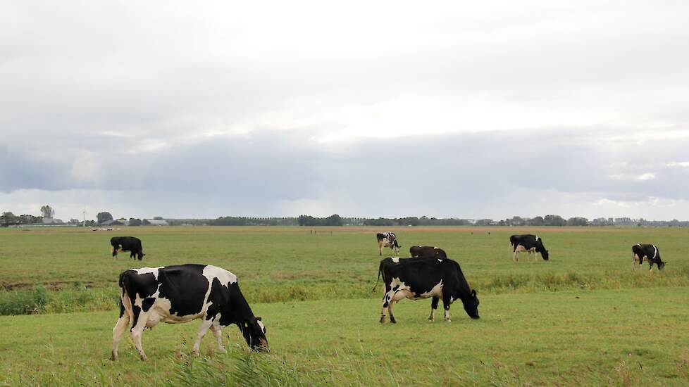 Melkkoeien in stal op Nederlands melkveebedrijf