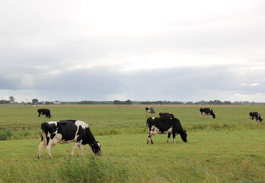 Melkkoeien in stal op Nederlands melkveebedrijf