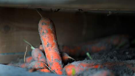 Beeld van bewaarpeen ter illustratie.