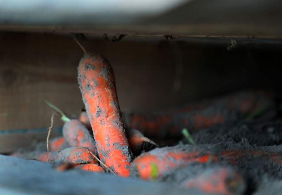 Beeld van bewaarpeen ter illustratie.