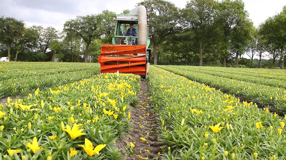 Lelies 'koppen' in Drenthe met een speciale machine.