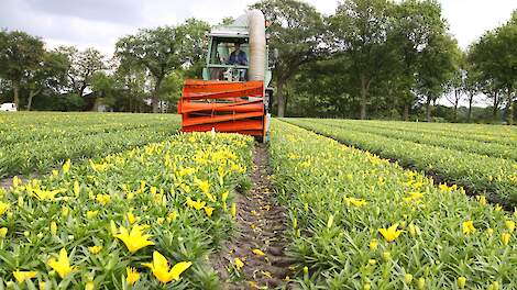 Lelies 'koppen' in Drenthe met een speciale machine.