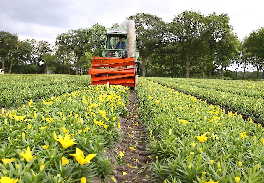 Lelies 'koppen' in Drenthe met een speciale machine.