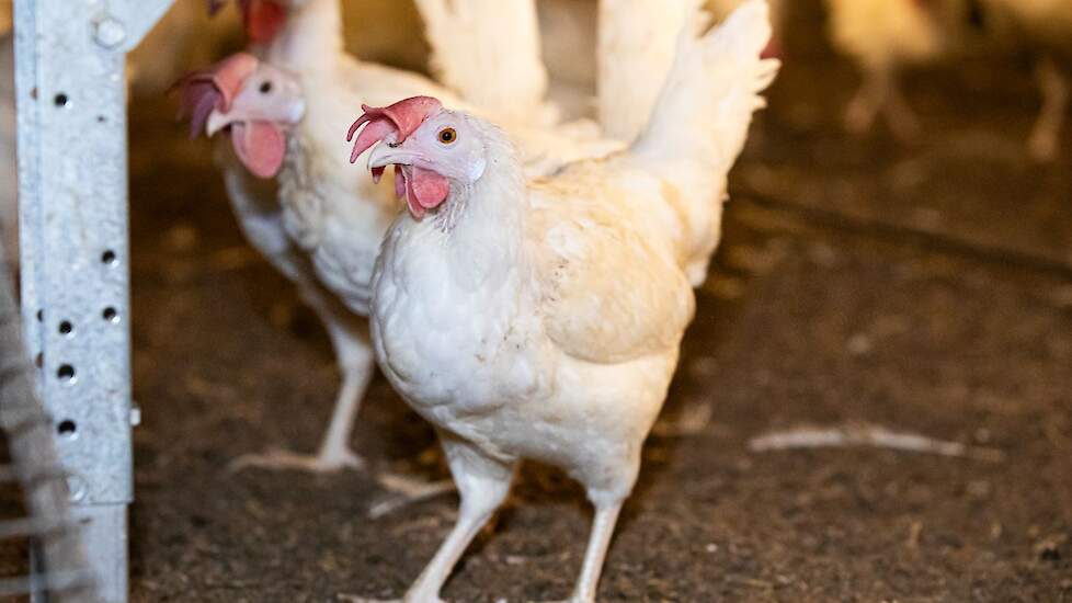 De Nederlandse legpluimveesector kampt sinds medio 2023 met een verhoogd aantal salmonellabesmettingen. Beeld ter illustratie.