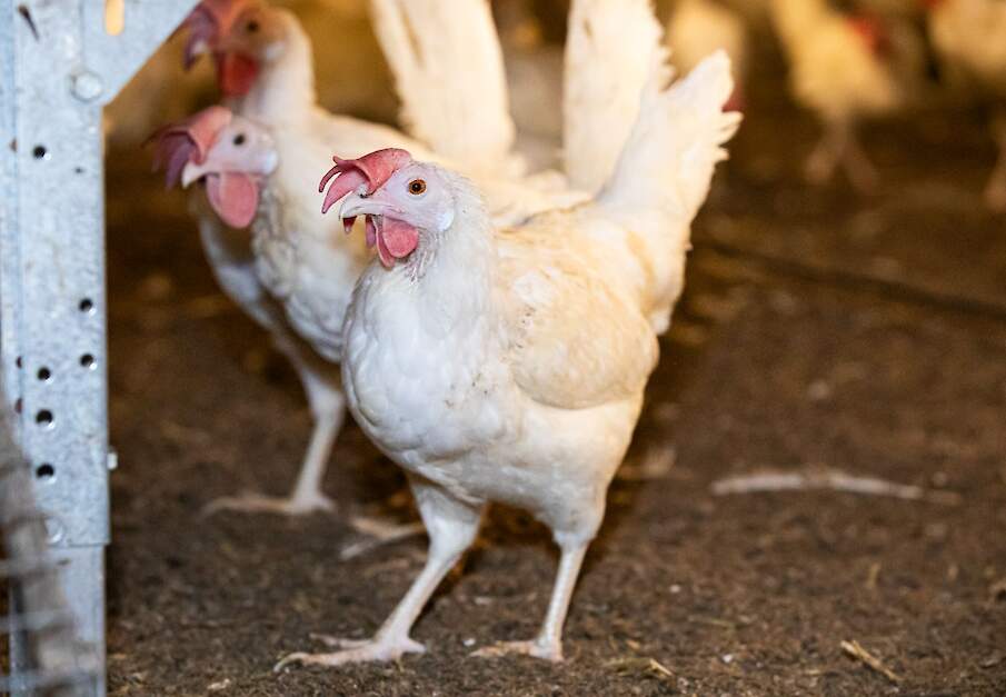 De Nederlandse legpluimveesector kampt sinds medio 2023 met een verhoogd aantal salmonellabesmettingen. Beeld ter illustratie.