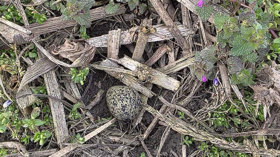 Het eerste kievitsei in Zuid-Holland.