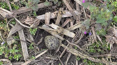 Het eerste kievitsei in Zuid-Holland.