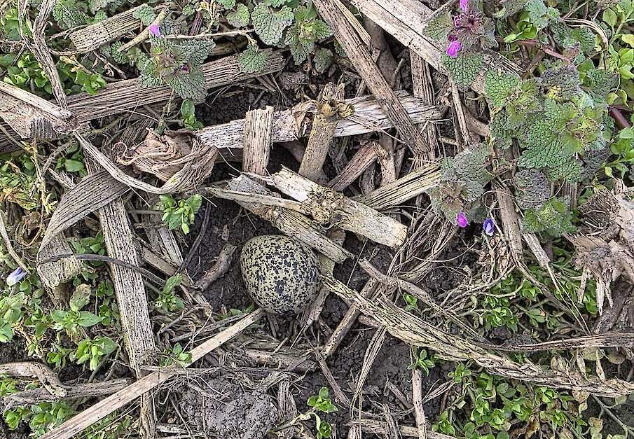 Het eerste kievitsei in Zuid-Holland.