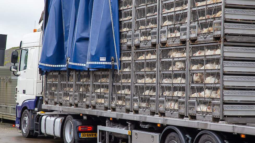 &bdquo;De hoogconjunctuur van de laatste jaren, mede begunstigt door de vogelgriepperikelen, verblindt de sector&rdquo;, stellen Belgische vleeskuikenslachterijen.
